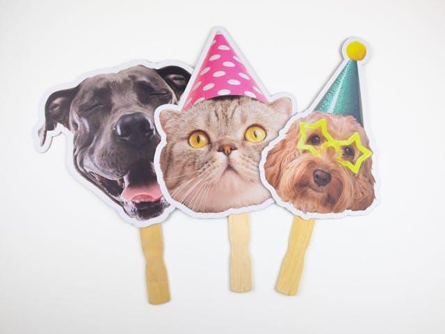 Pet Face on a Stick